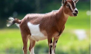 ആടുവളർത്തൽ പദ്ധതിയിലേക്ക് അപേക്ഷകൾ ക്ഷണിക്കുന്നു