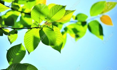 വീഴ്ചയിൽ ഒളിഞ്ഞ വസന്തം...