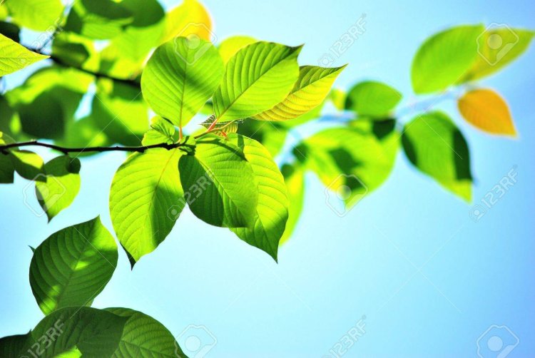 വീഴ്ചയിൽ ഒളിഞ്ഞ വസന്തം...