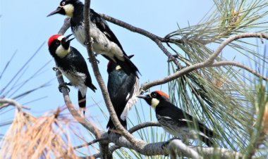 സിൻഡിക്കേറ്റ് സിംഹവും നിശബ്ദരായ മരംകൊത്തികളും | ആക്ഷേപഹാസ്യം