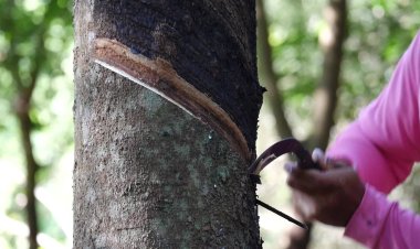 തൊഴിലാളിയെ ആവശ്യമുണ്ട്