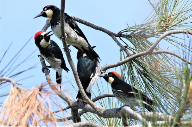 സിൻഡിക്കേറ്റ് സിംഹവും നിശബ്ദരായ മരംകൊത്തികളും | ആക്ഷേപഹാസ്യം
