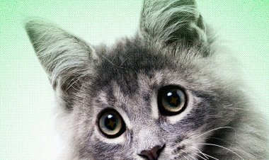 AI Slop Is Ruining Cute Animals on the Internet