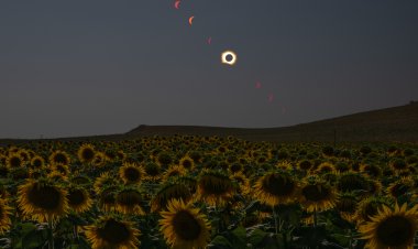 Total Solar Eclipse in Sunflower Field